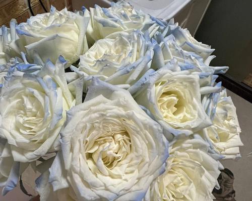 白玫瑰花档次如何？属于什么品种？
