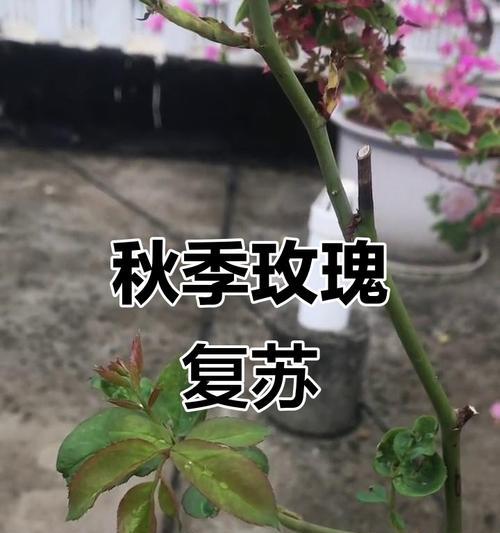 玫瑰花施肥的最佳方法是什么？如何提高效果？