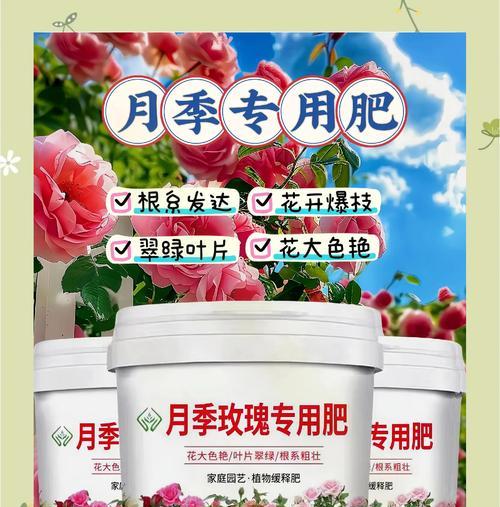 玫瑰花施肥的最佳方法是什么？如何提高效果？
