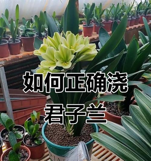 办公室君子兰浇水技巧有哪些？多久浇一次水？