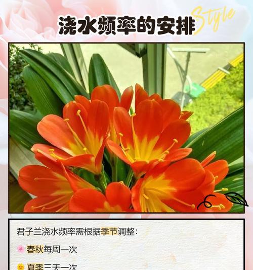 办公室君子兰浇水技巧有哪些？多久浇一次水？