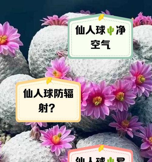 仙人球群生养护方法是什么？如何促进群生？