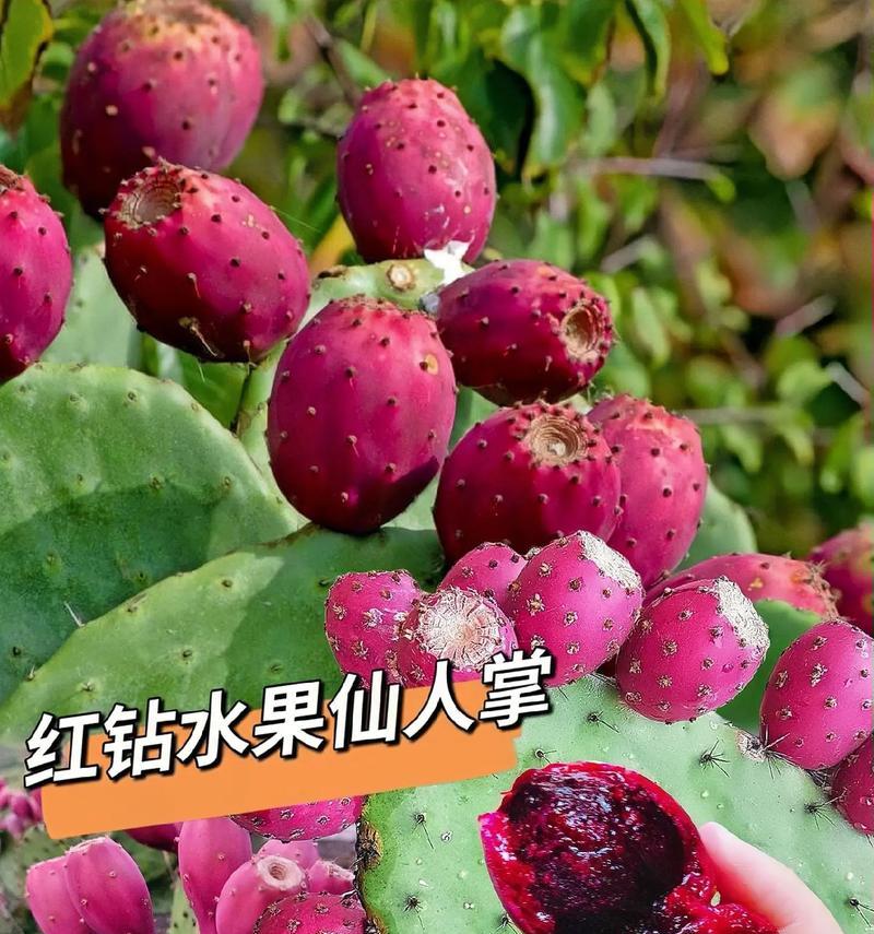 仙人掌嫩芽煲汤的做法是什么？需要注意什么？
