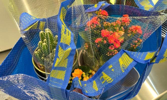 蓝色花盆仙人掌开花秘诀是什么？