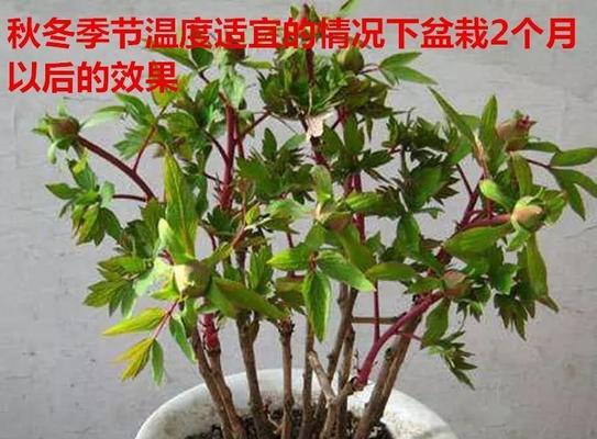 牡丹花掐枝插活的正确方法是什么？
