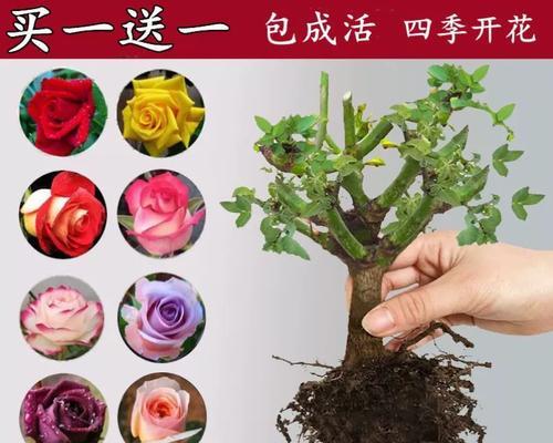 耐寒嫁接盆栽玫瑰花的养护技巧有哪些？