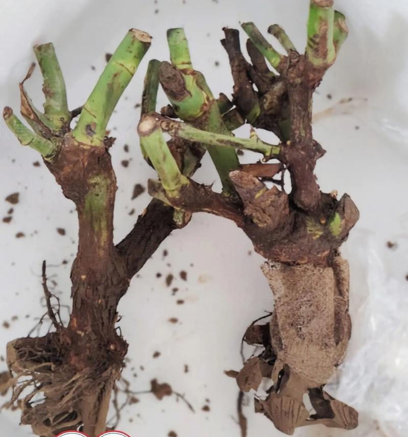 耐寒嫁接盆栽玫瑰花的养护技巧有哪些？