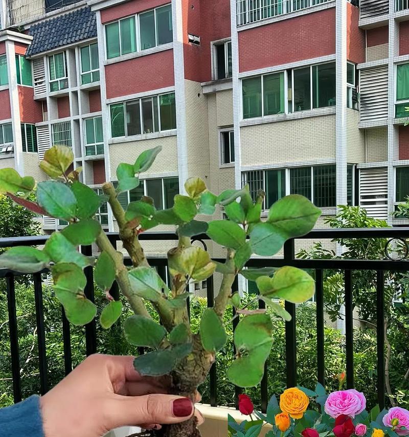 耐寒嫁接盆栽玫瑰花的养护技巧有哪些？