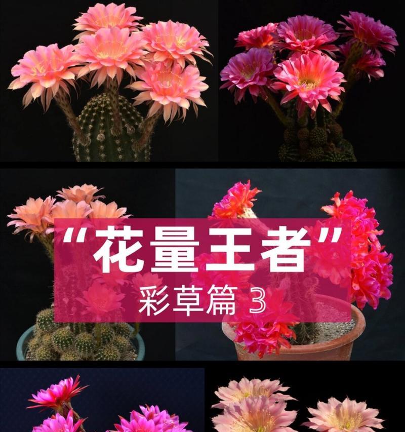 玫瑰彩草仙人球的养护和浇水方法是什么？