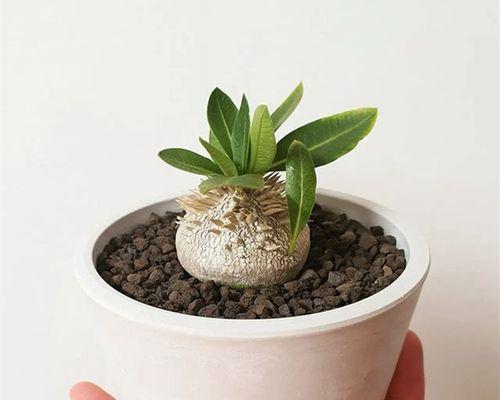全身黑仙人球的品种名称是什么？