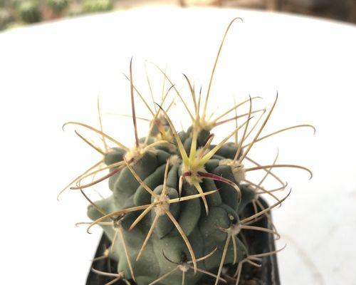 全身黑仙人球的品种名称是什么？