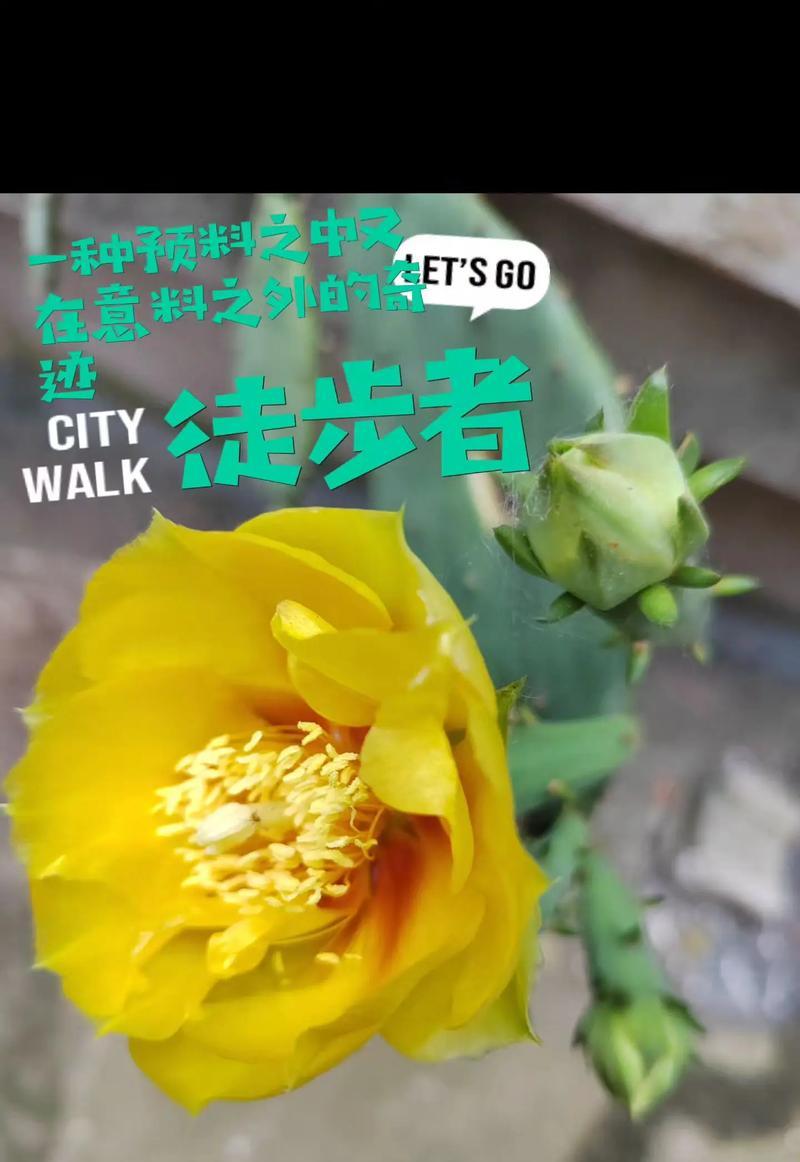 春天仙人掌的存活秘诀是什么？