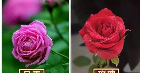 牡丹玫瑰花繁殖的正确步骤是什么？