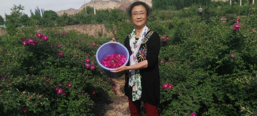 牡丹玫瑰花繁殖的正确步骤是什么？