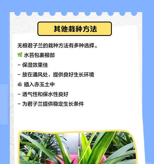君子兰剪根后的正确养护方法是什么？