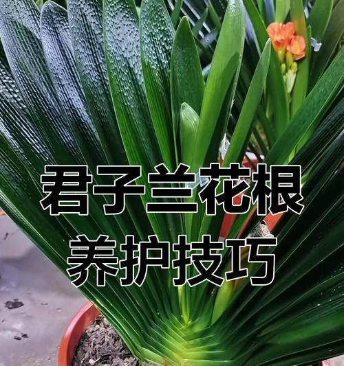 君子兰剪根后的正确养护方法是什么？