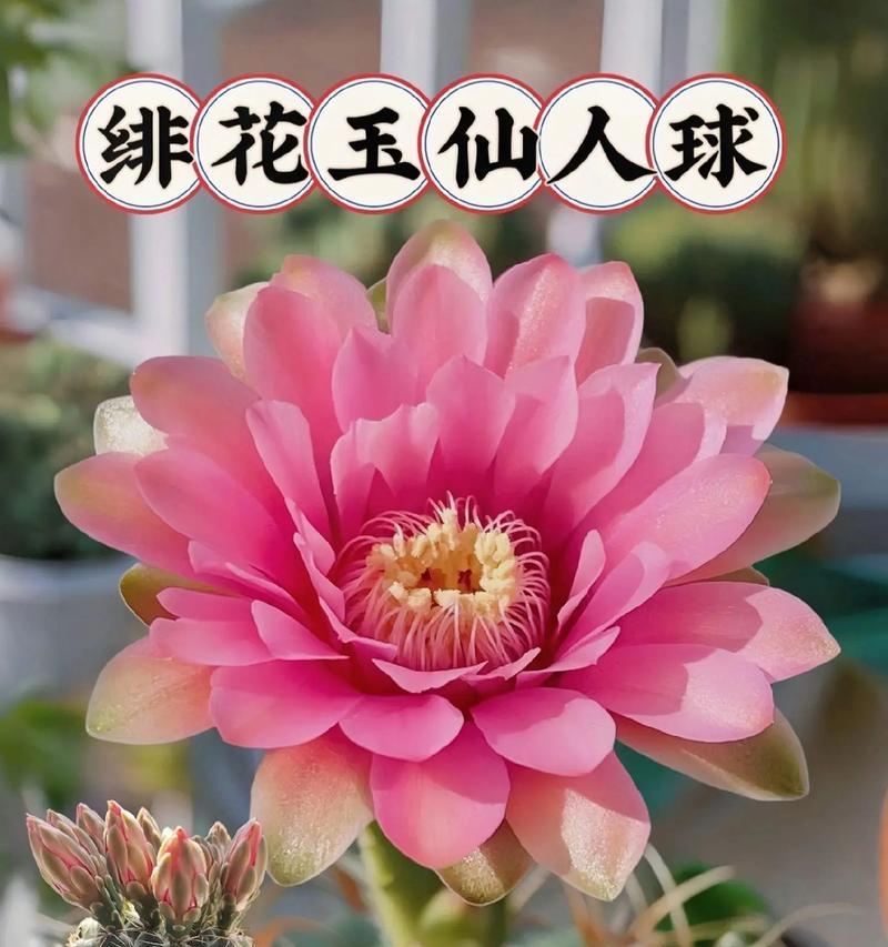 长毛开花仙人球的养殖技巧有哪些？