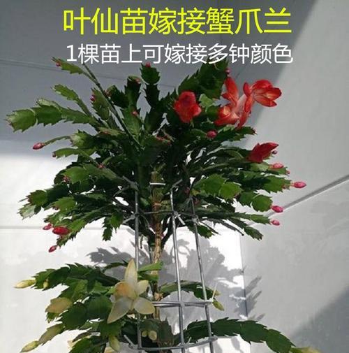 乡下种植仙人球苗的步骤是什么？
