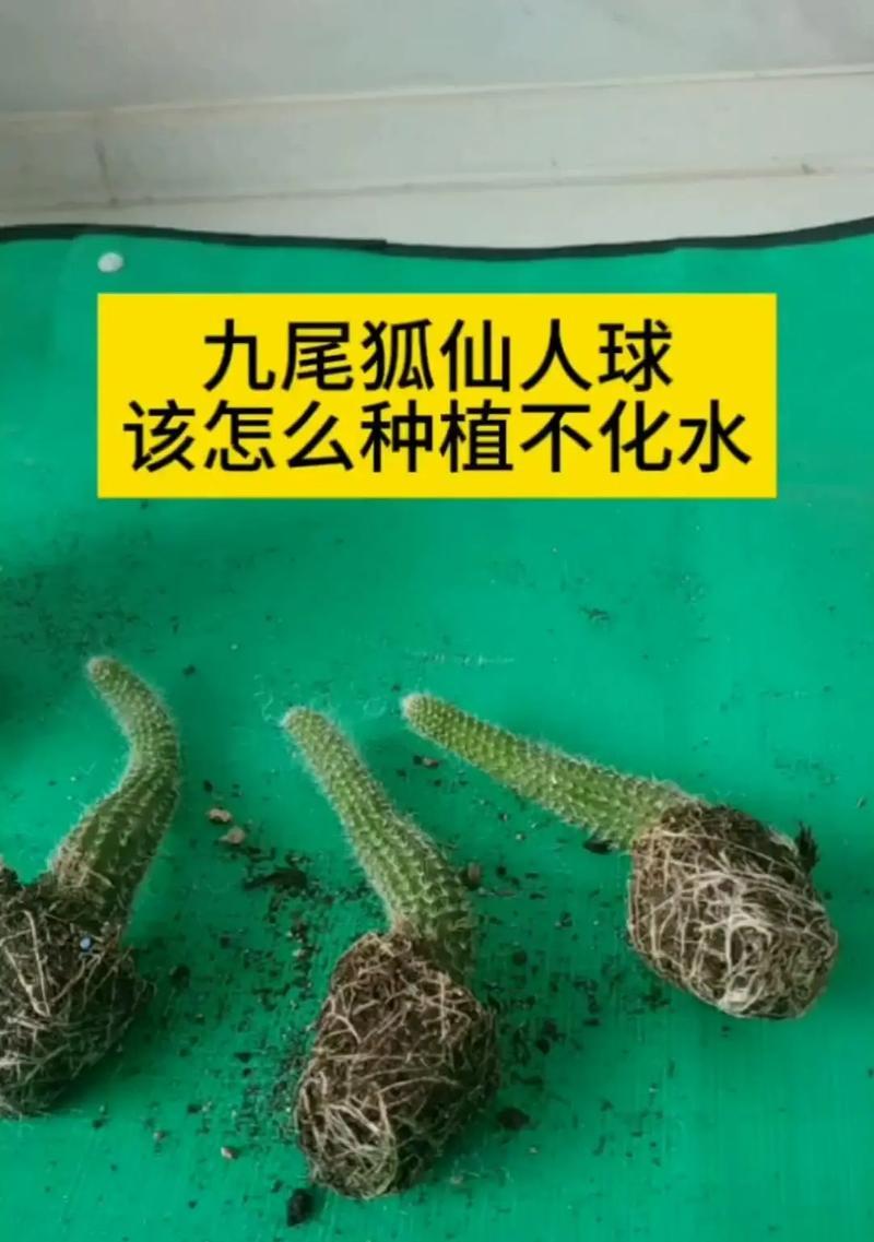 乡下种植仙人球苗的步骤是什么？
