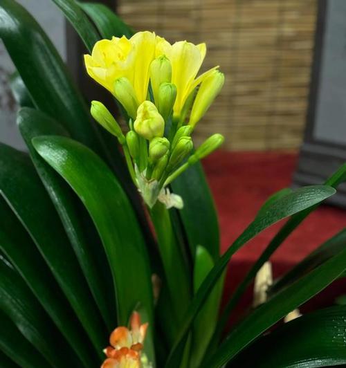 绿色花君子兰开花的条件是什么？