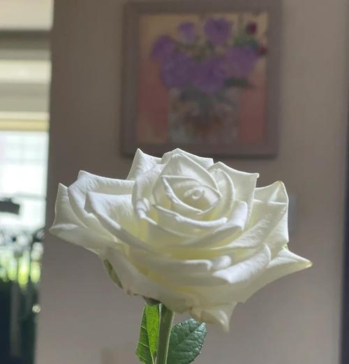 几朵玫瑰花插花的技巧是什么？