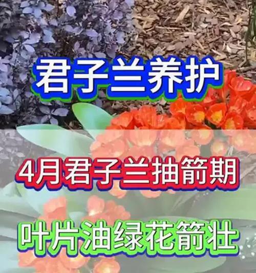 君子兰老阿姨养护技巧有哪些？