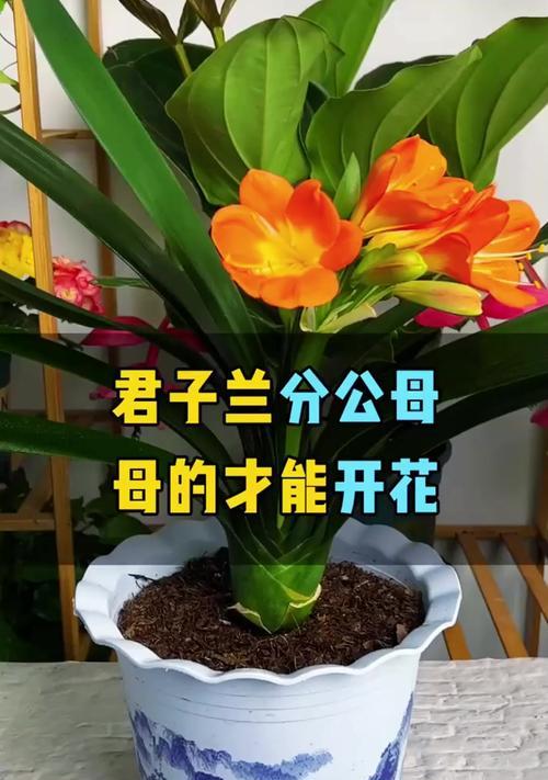 君子兰老阿姨养护技巧有哪些？