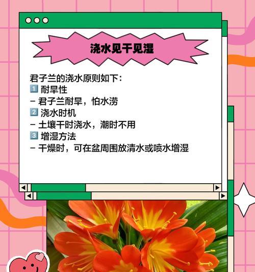 君子兰老阿姨养护技巧有哪些？