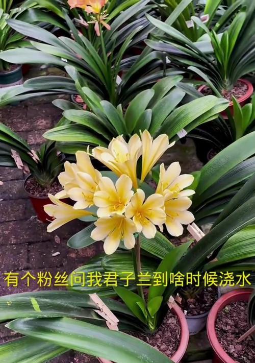 11月份君子兰浇水的最佳时间？