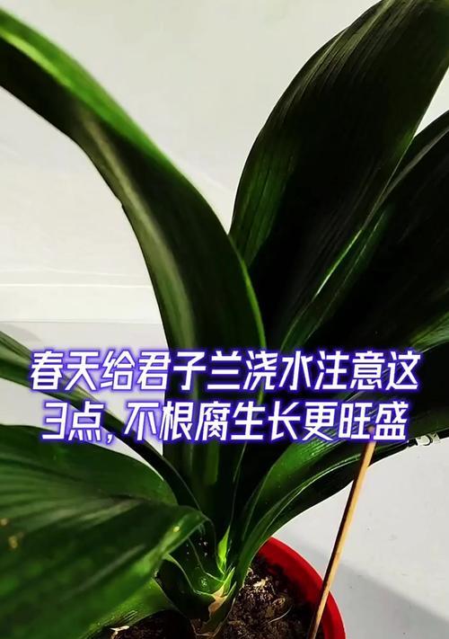 11月份君子兰浇水的最佳时间？