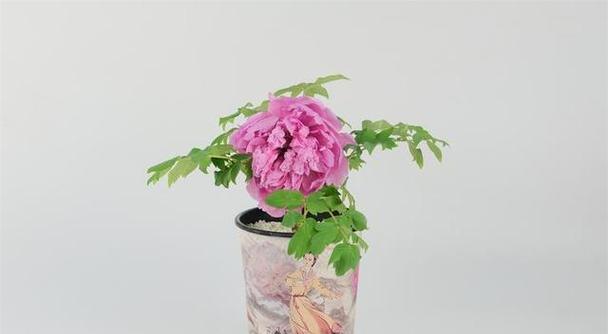 春天新购牡丹花盆栽养护要点？