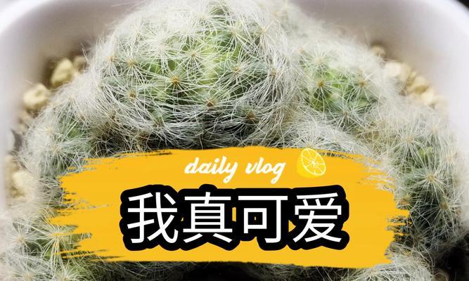 仙人球爆崽后如何正确养护？