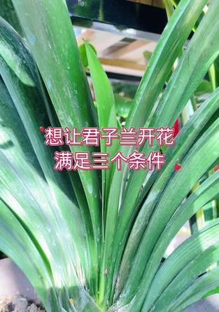 君子兰开花需要满足哪些条件？