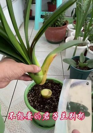 君子兰群兰快速种植方法有哪些？