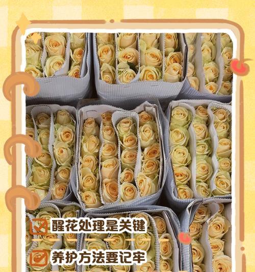 玫瑰花保鲜最佳温度是多少？