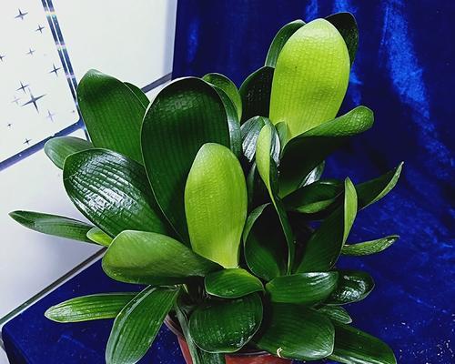 君子兰群兰从种植到开花需要多长时间？