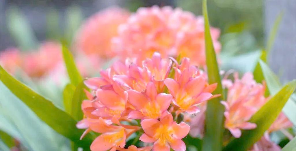 君子兰群兰从种植到开花需要多长时间？