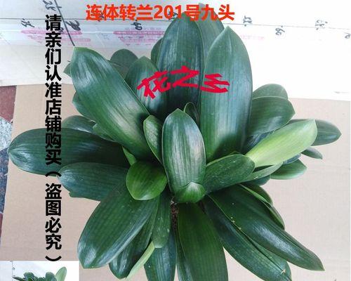 君子兰群兰从种植到开花需要多长时间？