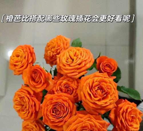 芭比玫瑰花小盆栽养护指南？