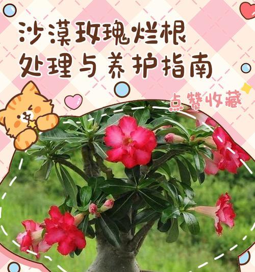 芭比玫瑰花小盆栽养护指南？