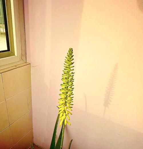 在日本芦荟的花语是什么？它在文化中有何特殊含义？