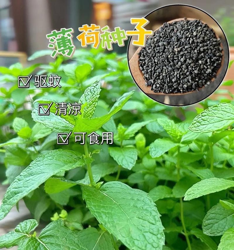 薄荷花的花语代表什么？