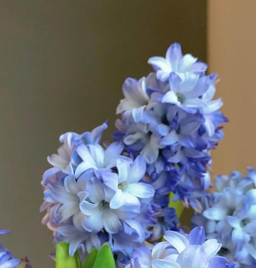 风信子花语有哪些含义？