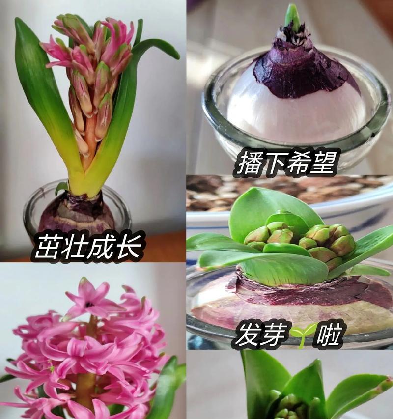 风信子花语有哪些含义？