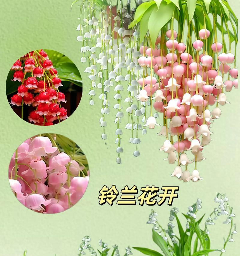 年花的特征和花语有哪些？