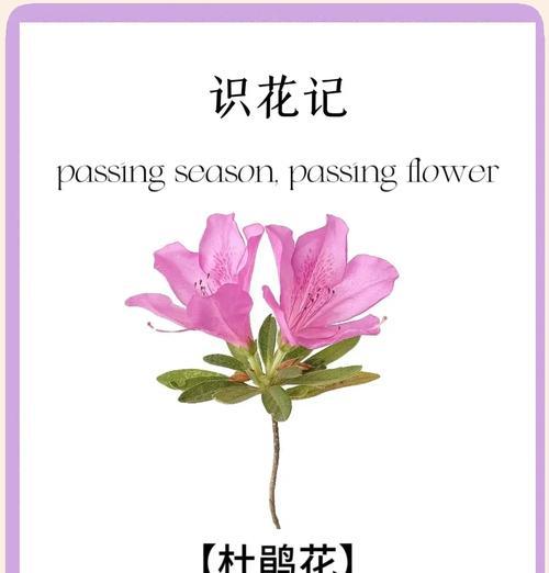 年花的特征和花语有哪些？