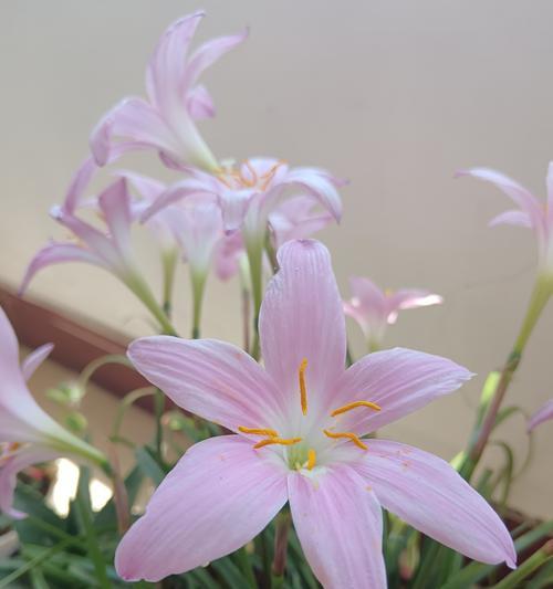 年花的特征和花语有哪些？