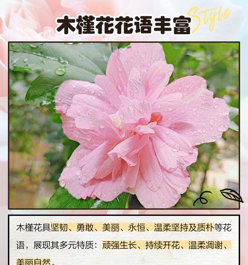 木槿花的花语是什么？如何养殖？