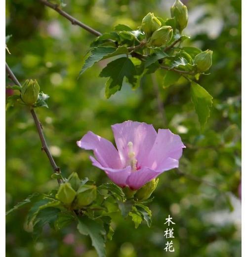 木槿花的花语是什么？如何养殖？