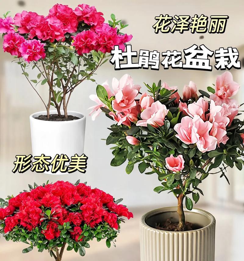 杜鹃花的花语有哪些含义？